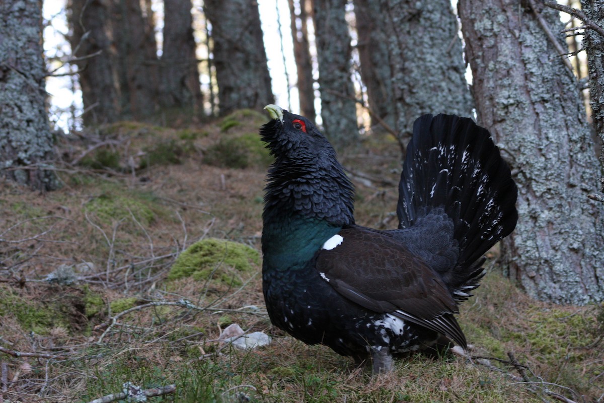 Western Capercaillie - Stephen Bailey