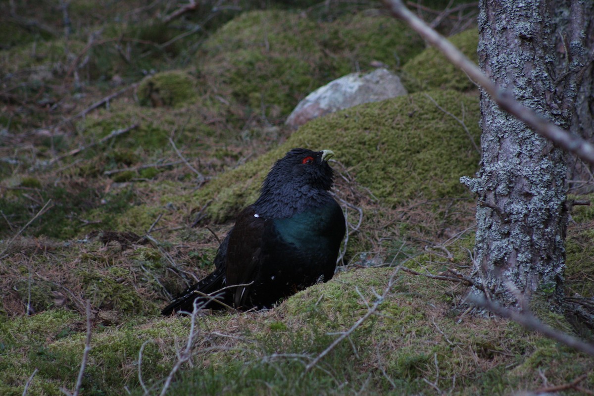 Western Capercaillie - Stephen Bailey