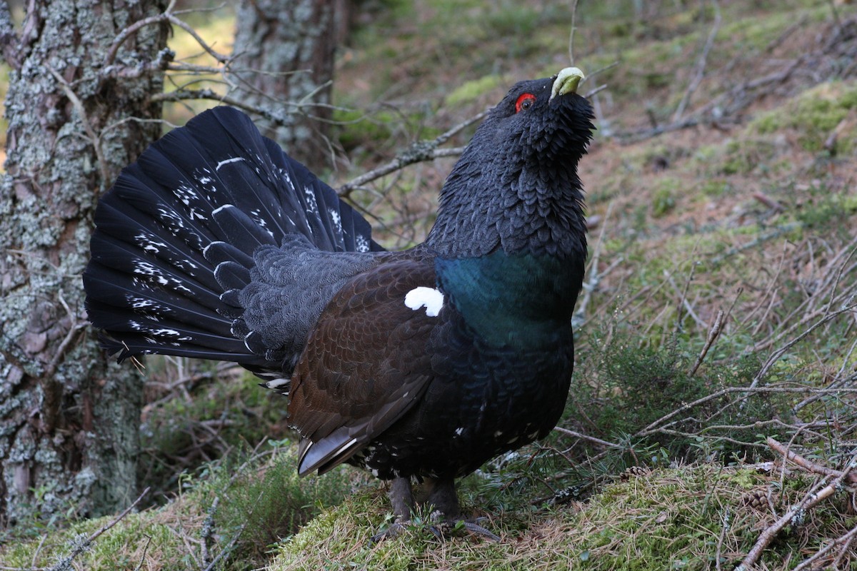 Western Capercaillie - ML408150891