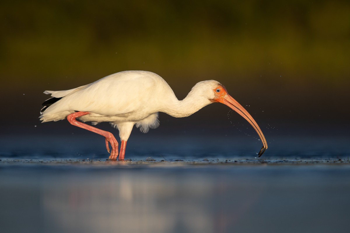 White Ibis - ML408151411