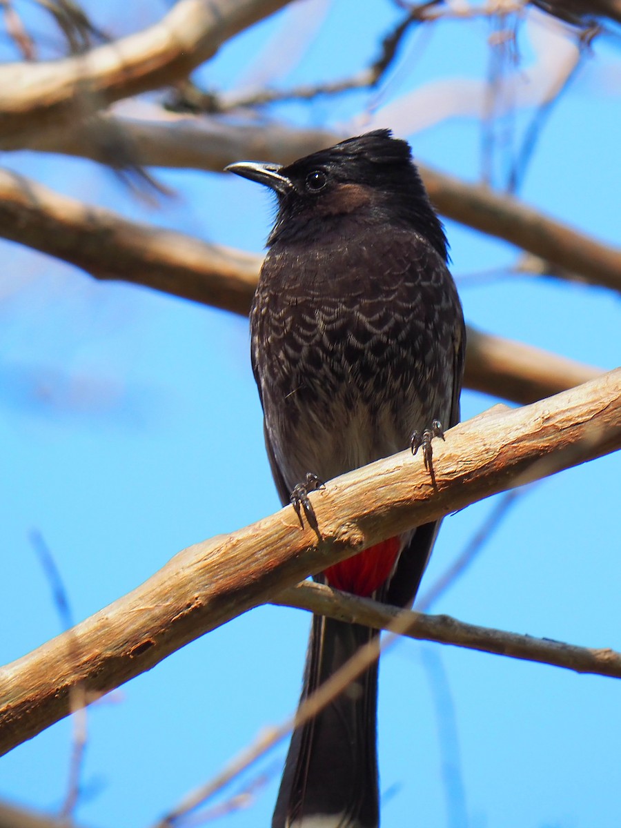 Red-vented Bulbul - ML408151501