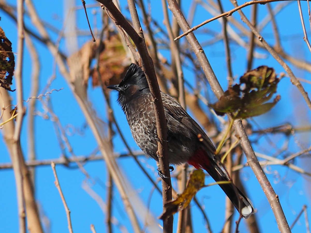 Red-vented Bulbul - ML408151511
