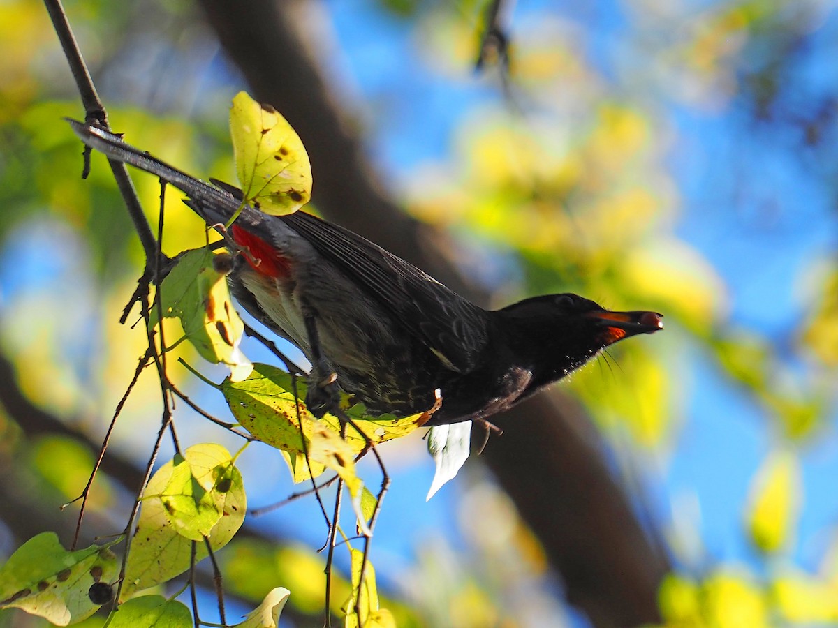 Red-vented Bulbul - ML408151541