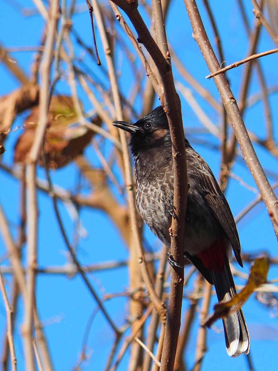 Red-vented Bulbul - ML408151551