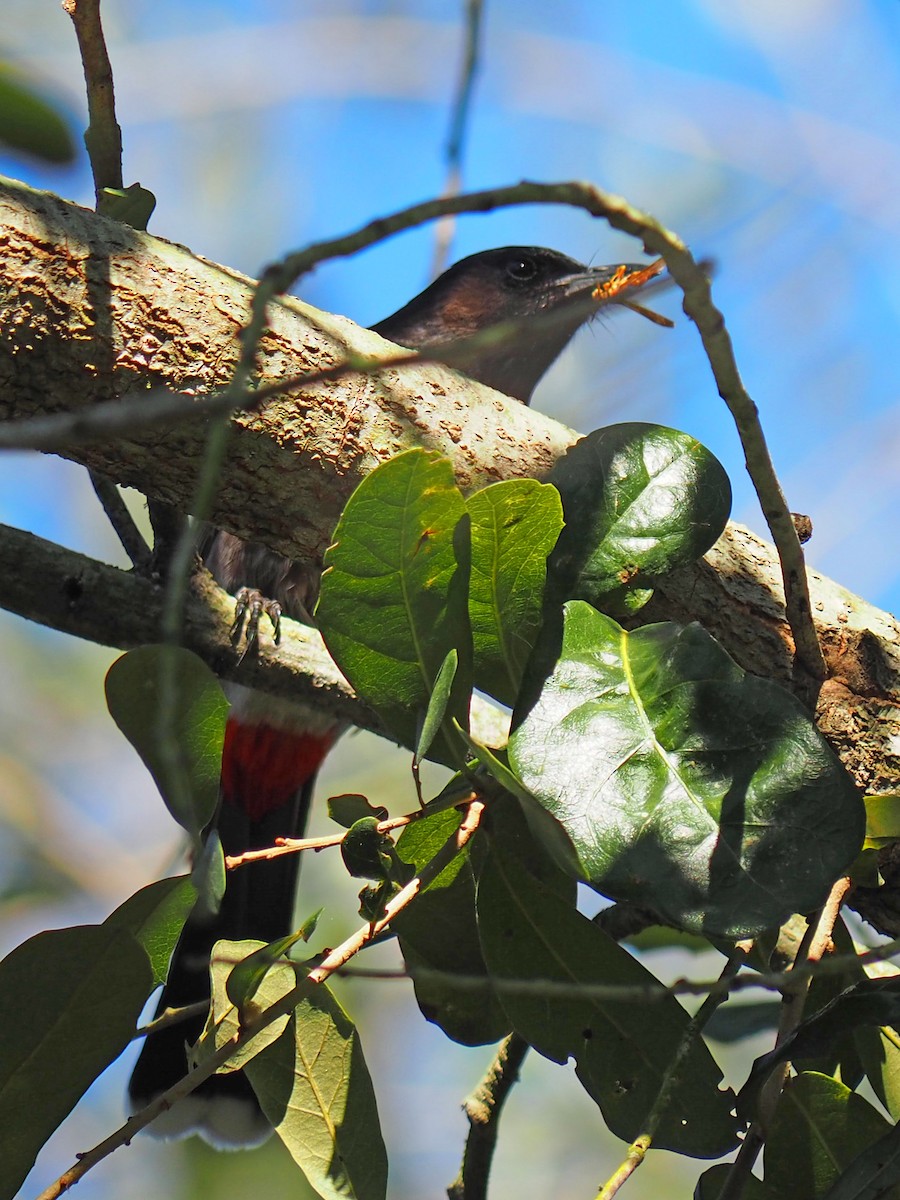 Red-vented Bulbul - ML408151621