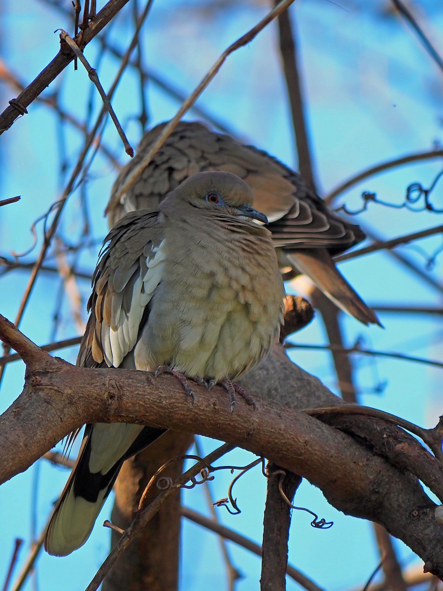 White-winged Dove - ML408151631