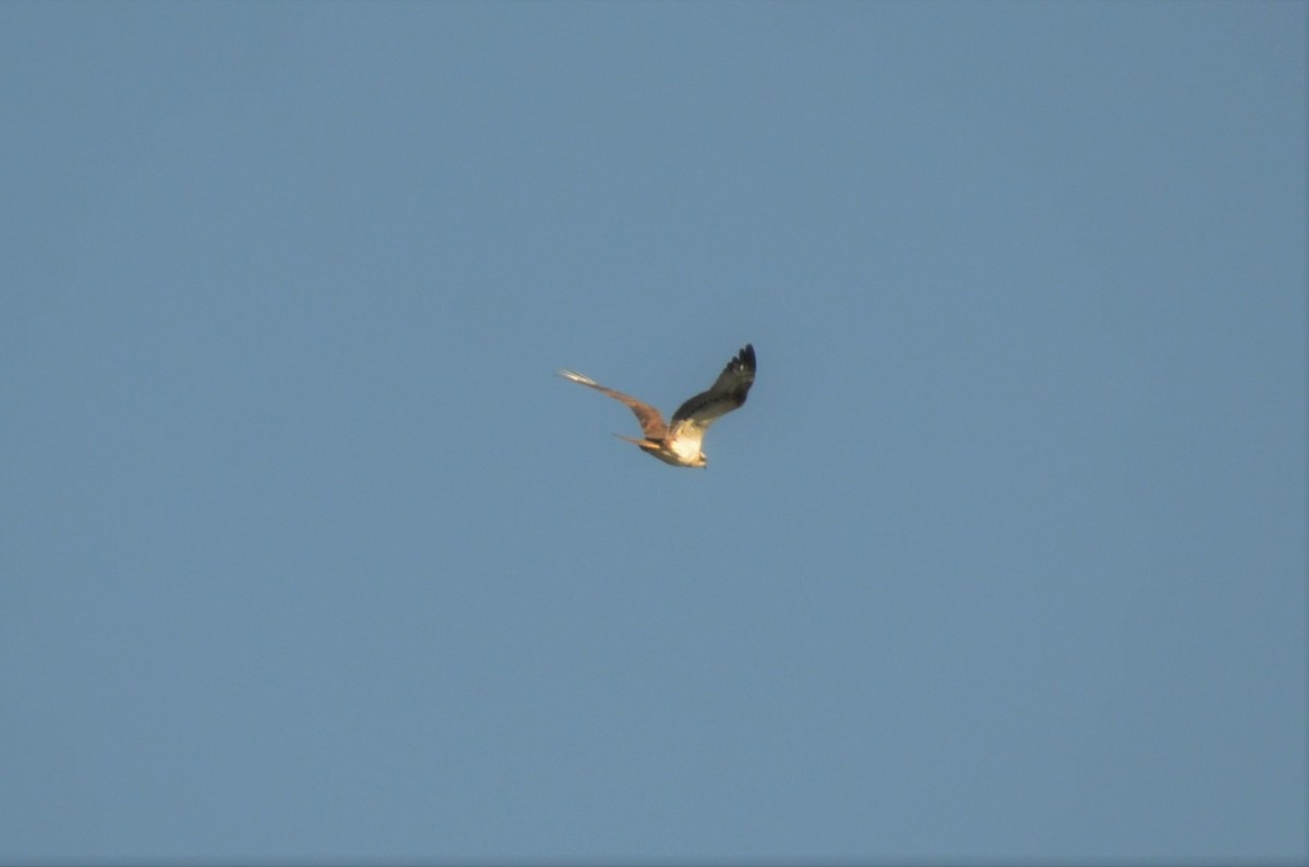 Balbuzard pêcheur - ML408152141