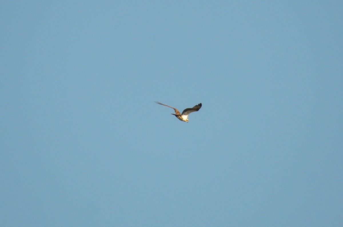 Balbuzard pêcheur - ML408152151