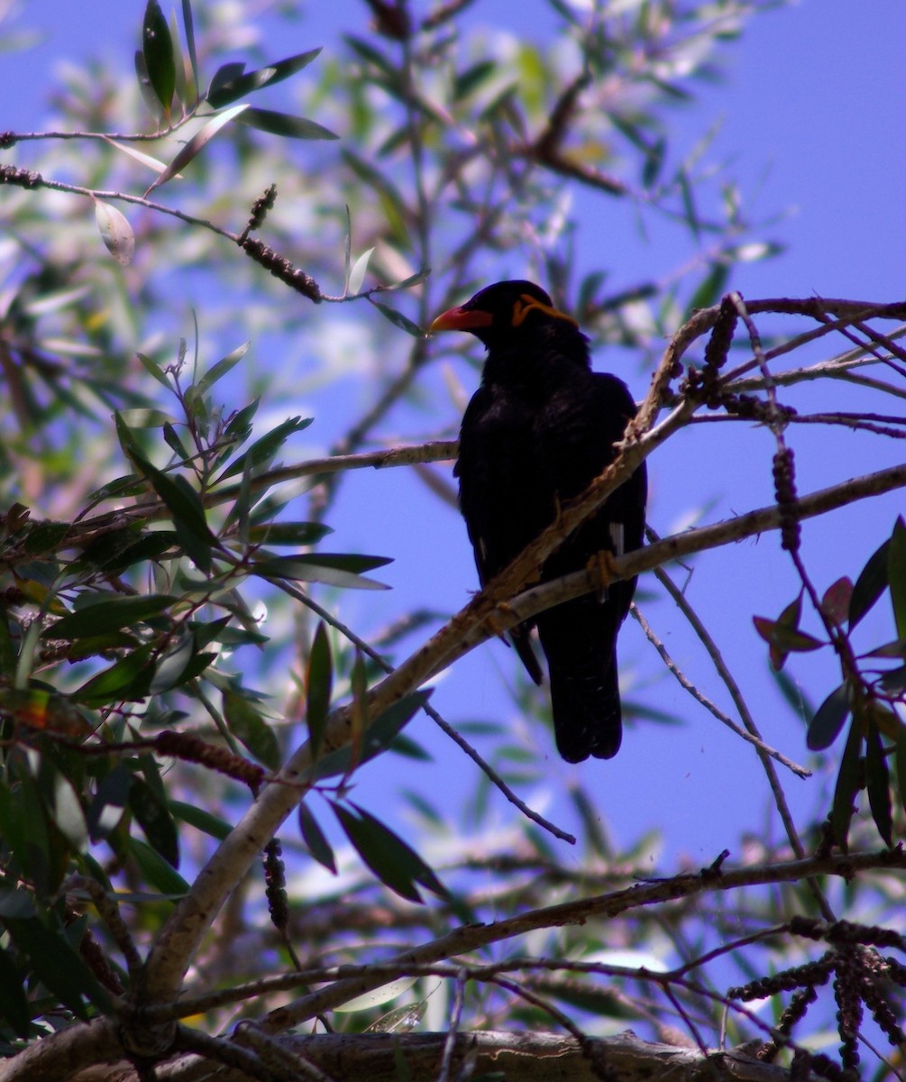 Common Hill Myna - ML40815281