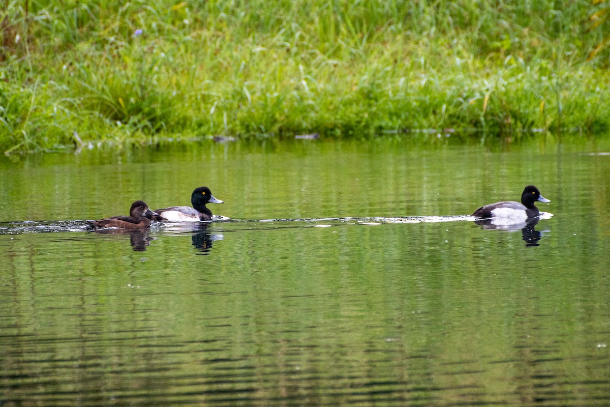 Greater Scaup - ML408154211