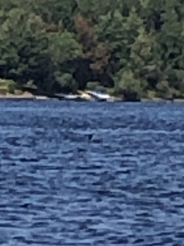 Common Loon - ML408155321