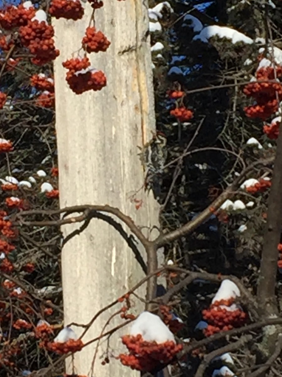 Yellow-bellied Sapsucker - ML408156431