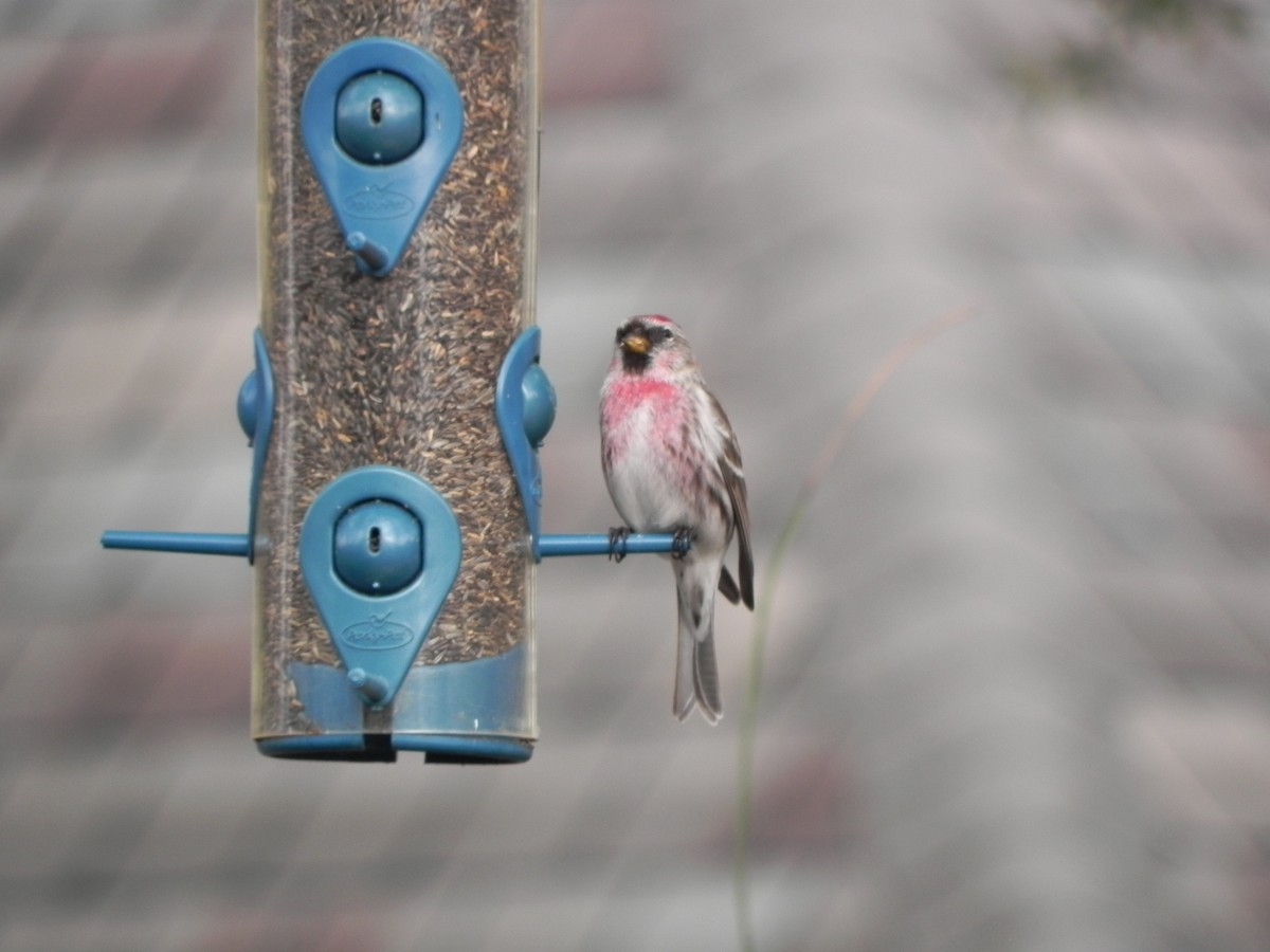 Redpoll (Common) - ML40815671
