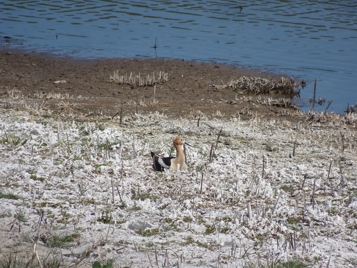 American Avocet - ML408156991