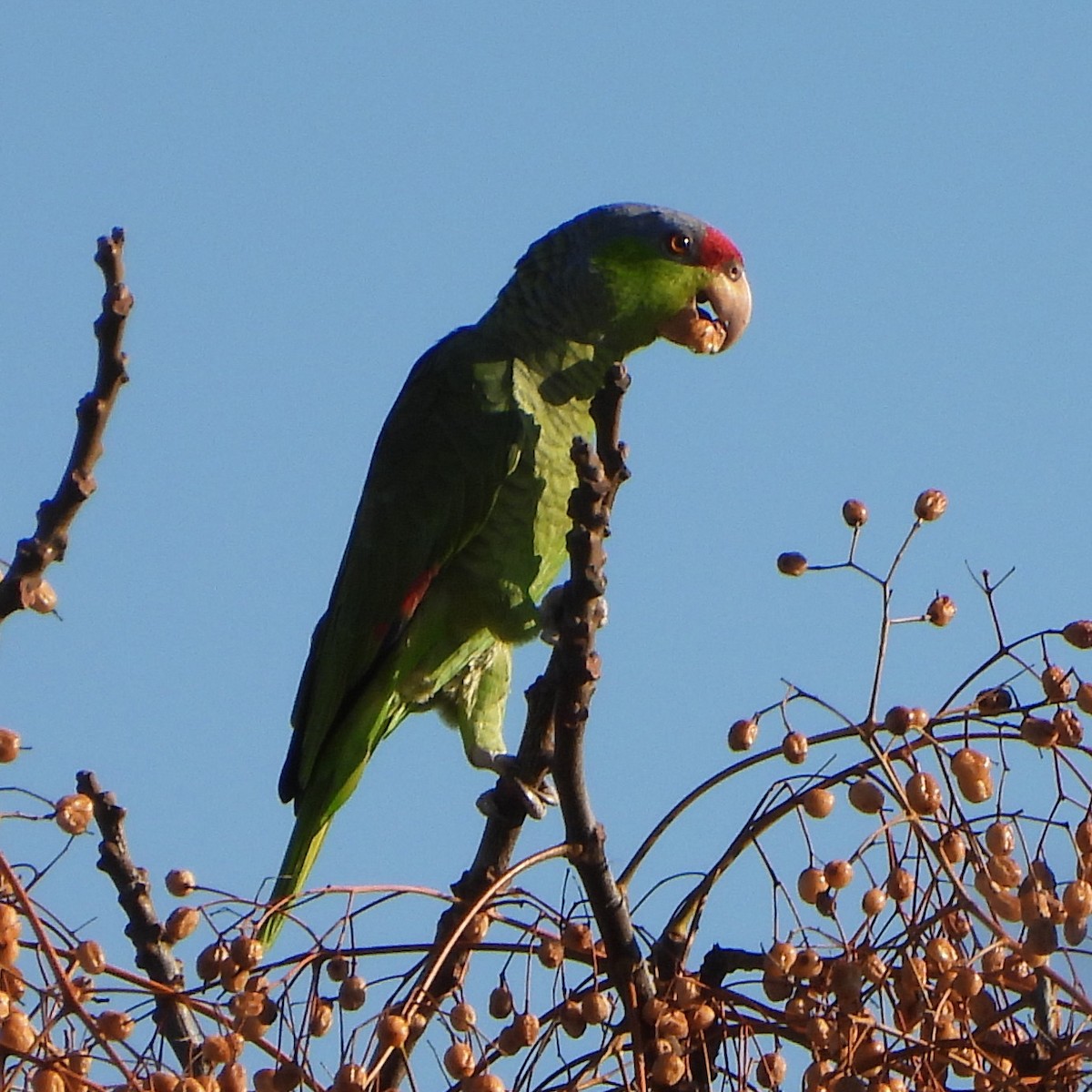 Lilac-crowned Parrot - Michelle Haglund