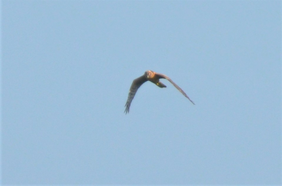 Pallid Harrier - ML408157281