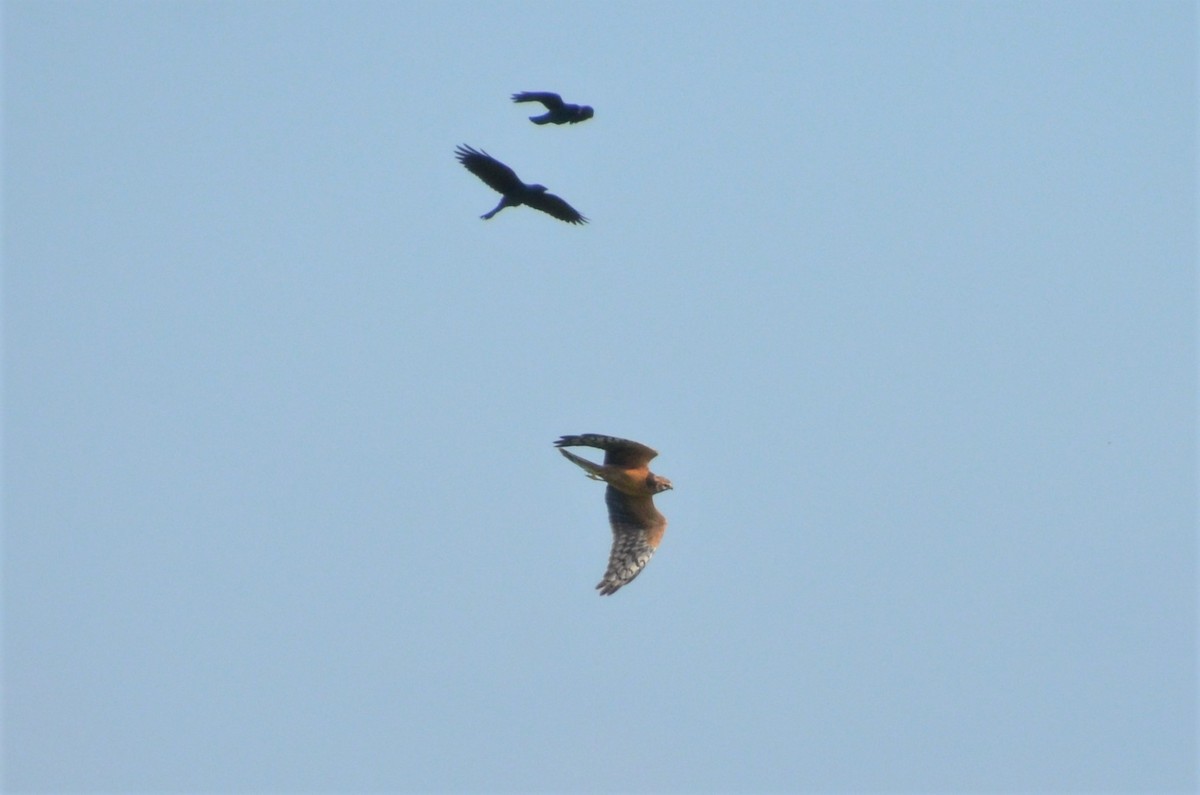 Pallid Harrier - ML408157331