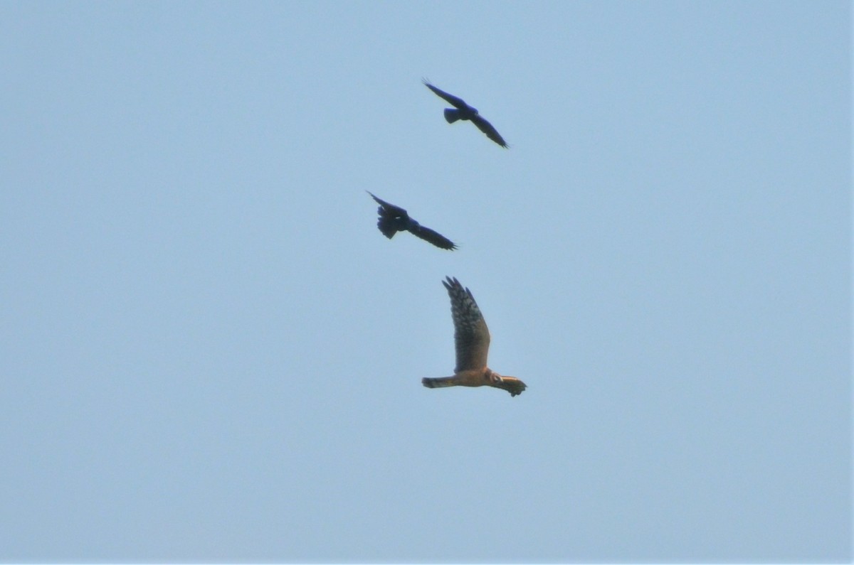 Pallid Harrier - ML408157341