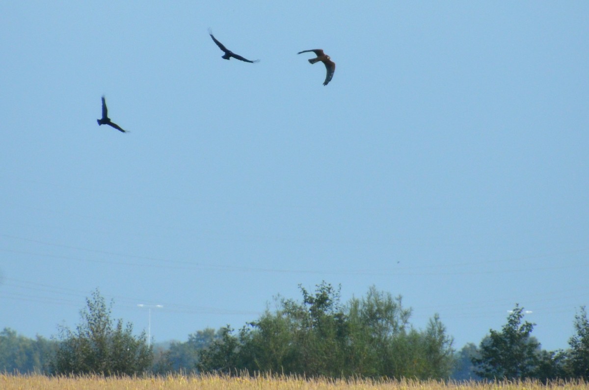 Pallid Harrier - ML408157361