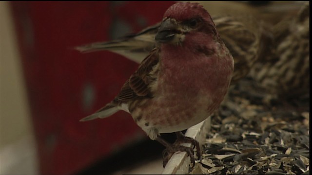 Purple Finch - ML408158