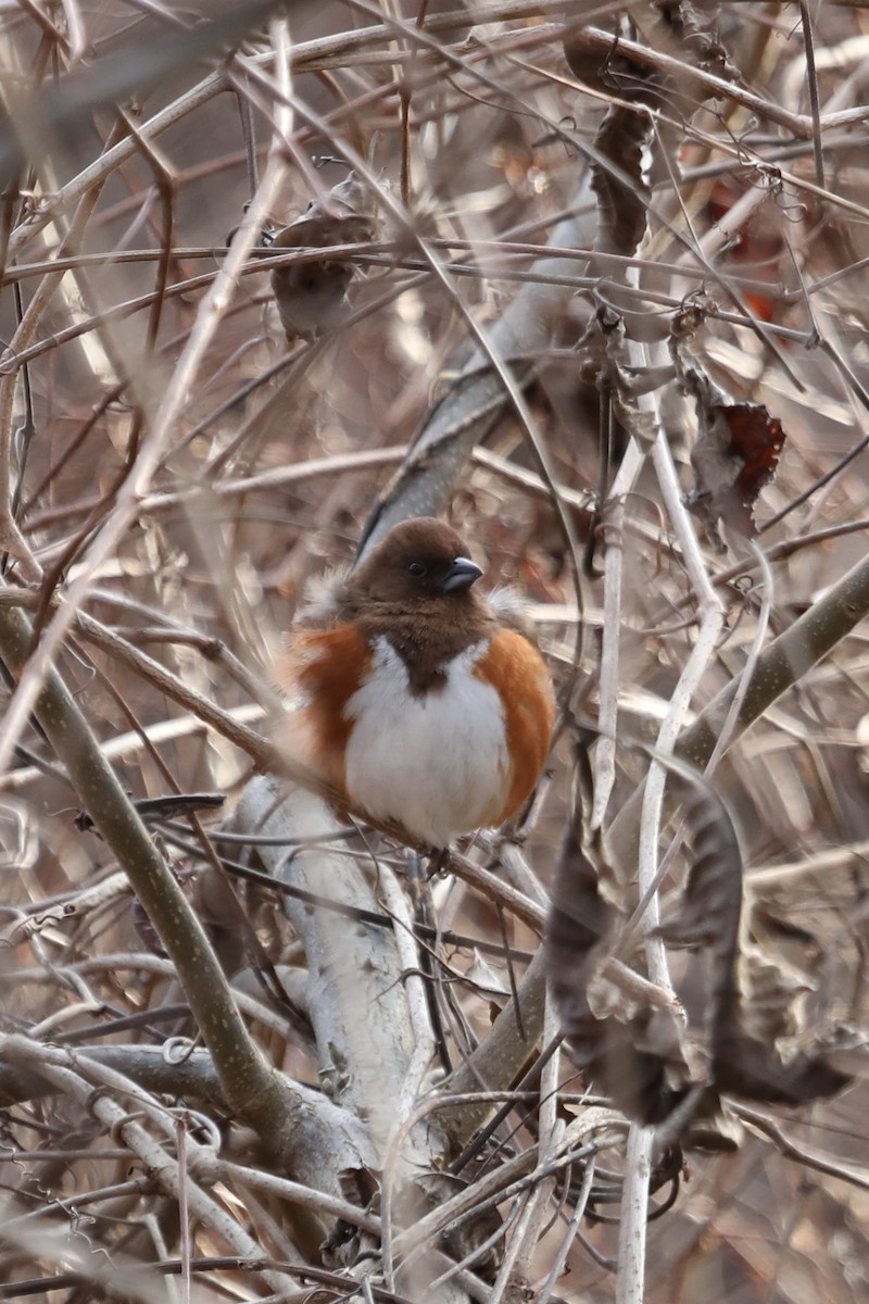 Eastern Towhee - ML408158451