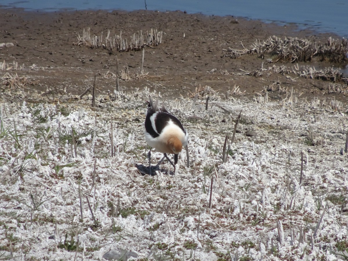 American Avocet - ML408158481