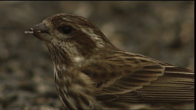 Purple Finch - ML408159