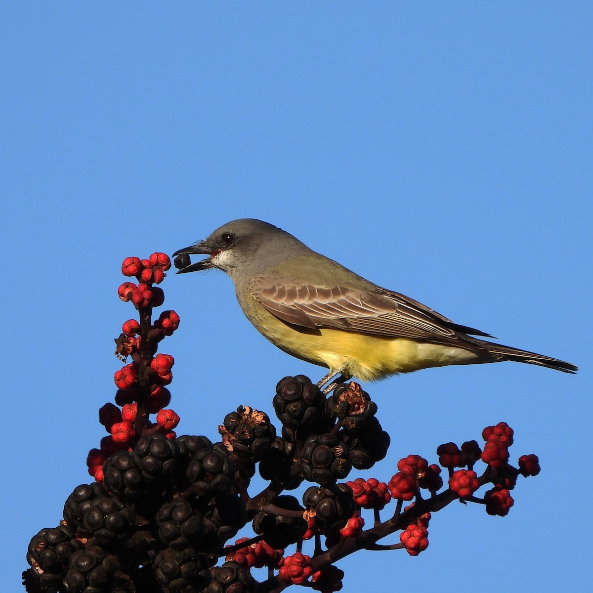 Cassin's Kingbird - ML408159221