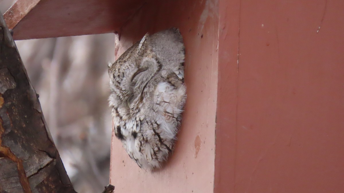 Eastern Screech-Owl - ML408159541