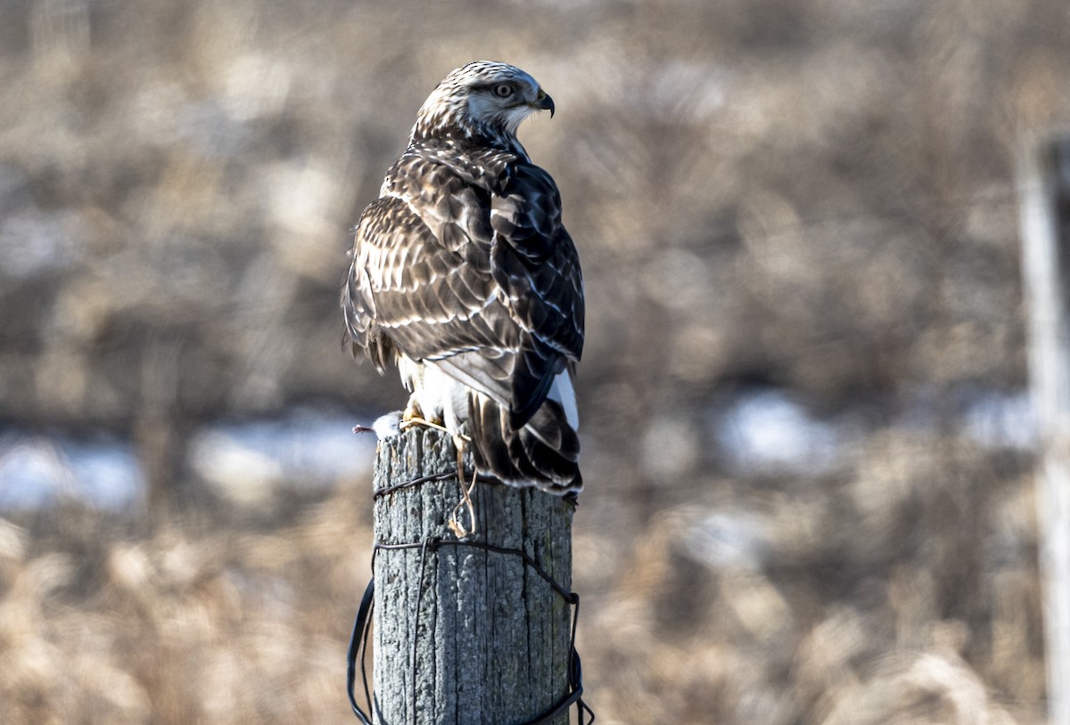 Rough-legged Hawk - ML408160741