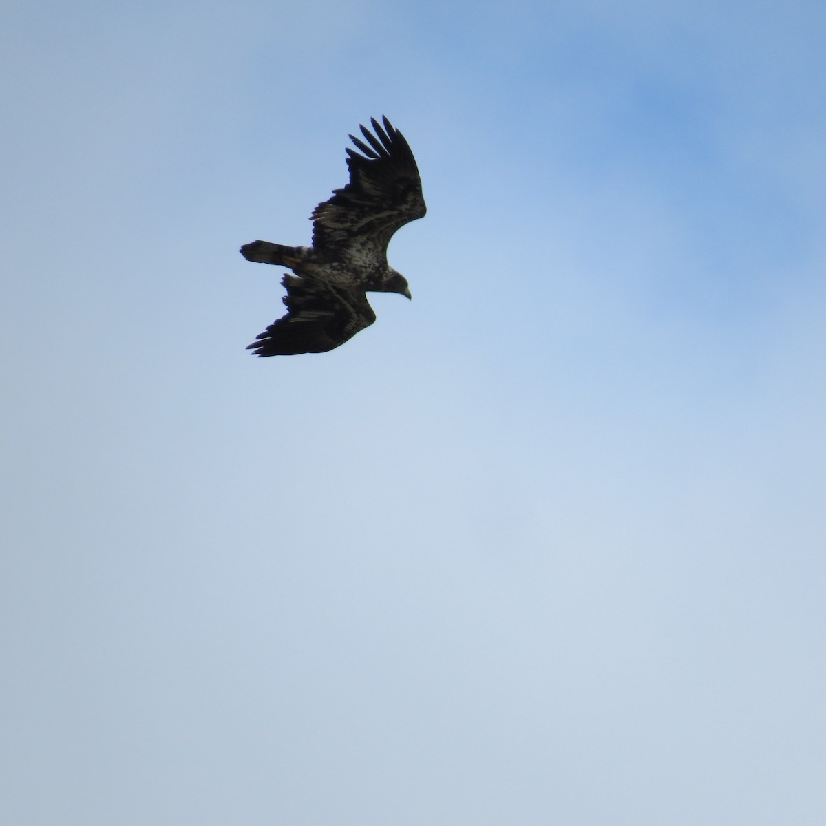 Bald Eagle - ML408160821