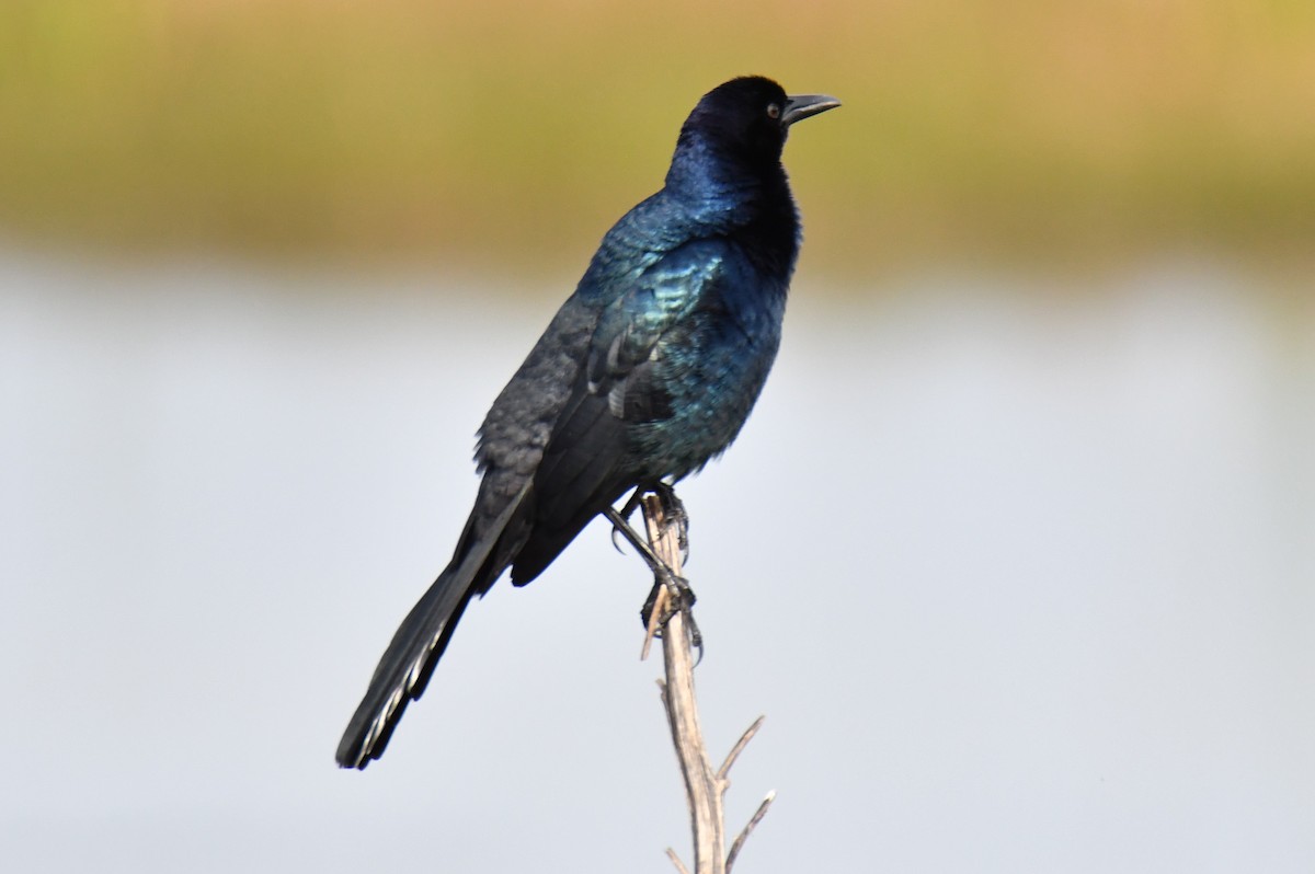 Boat-tailed Grackle - ML408161481