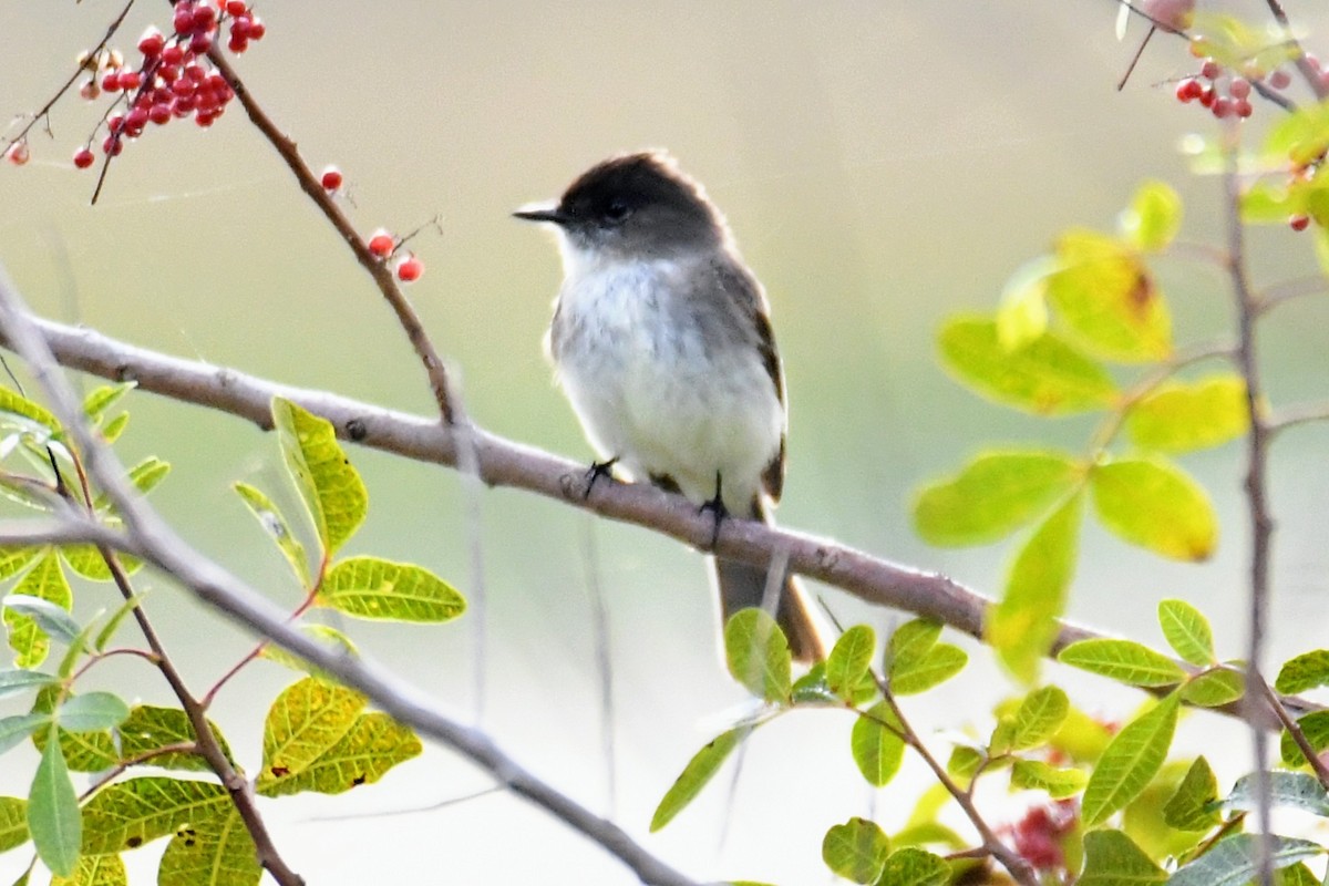 Eastern Phoebe - ML408161651