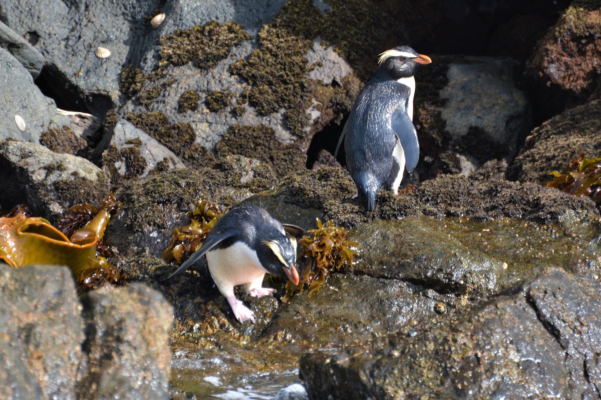 tučňák novozélandský - ML408164971