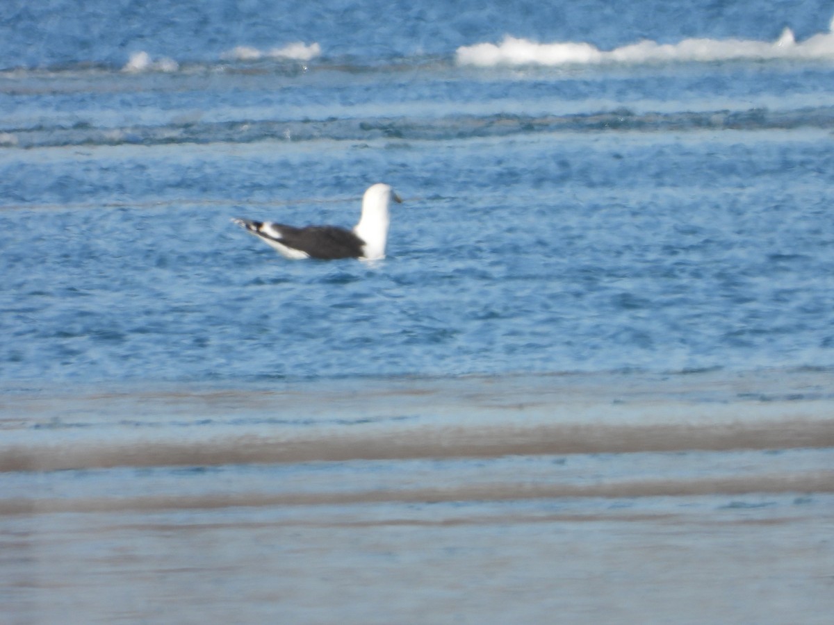 Great Black-backed Gull - ML408165211