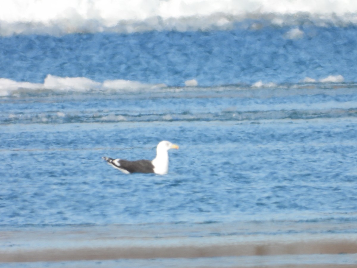 Great Black-backed Gull - ML408165291