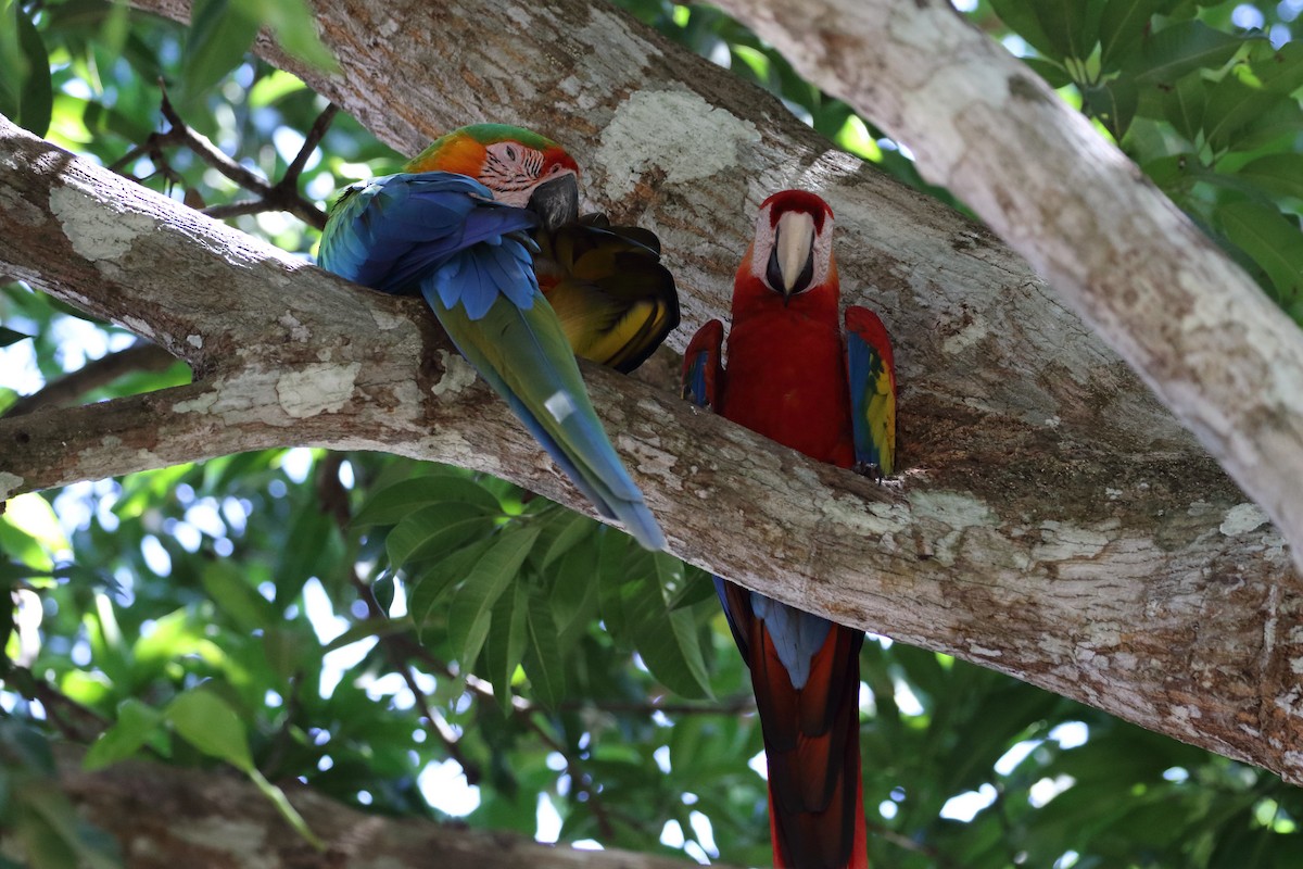Blue-and-yellow x Scarlet Macaw (hybrid) - ML408165651