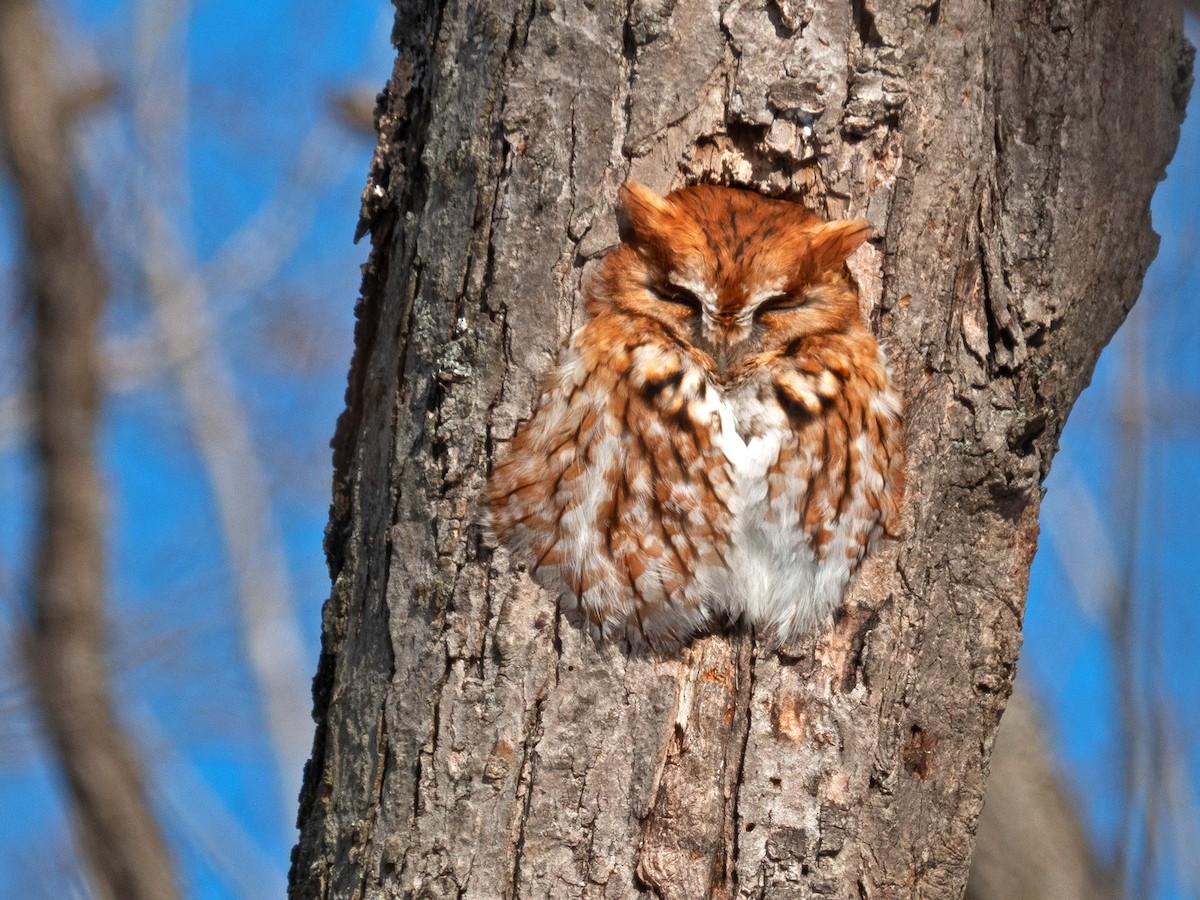 Eastern Screech-Owl - ML408165671