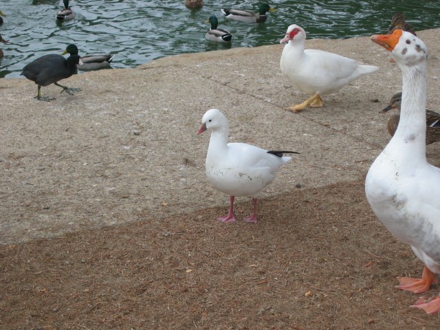 Ross's Goose - ML40816741