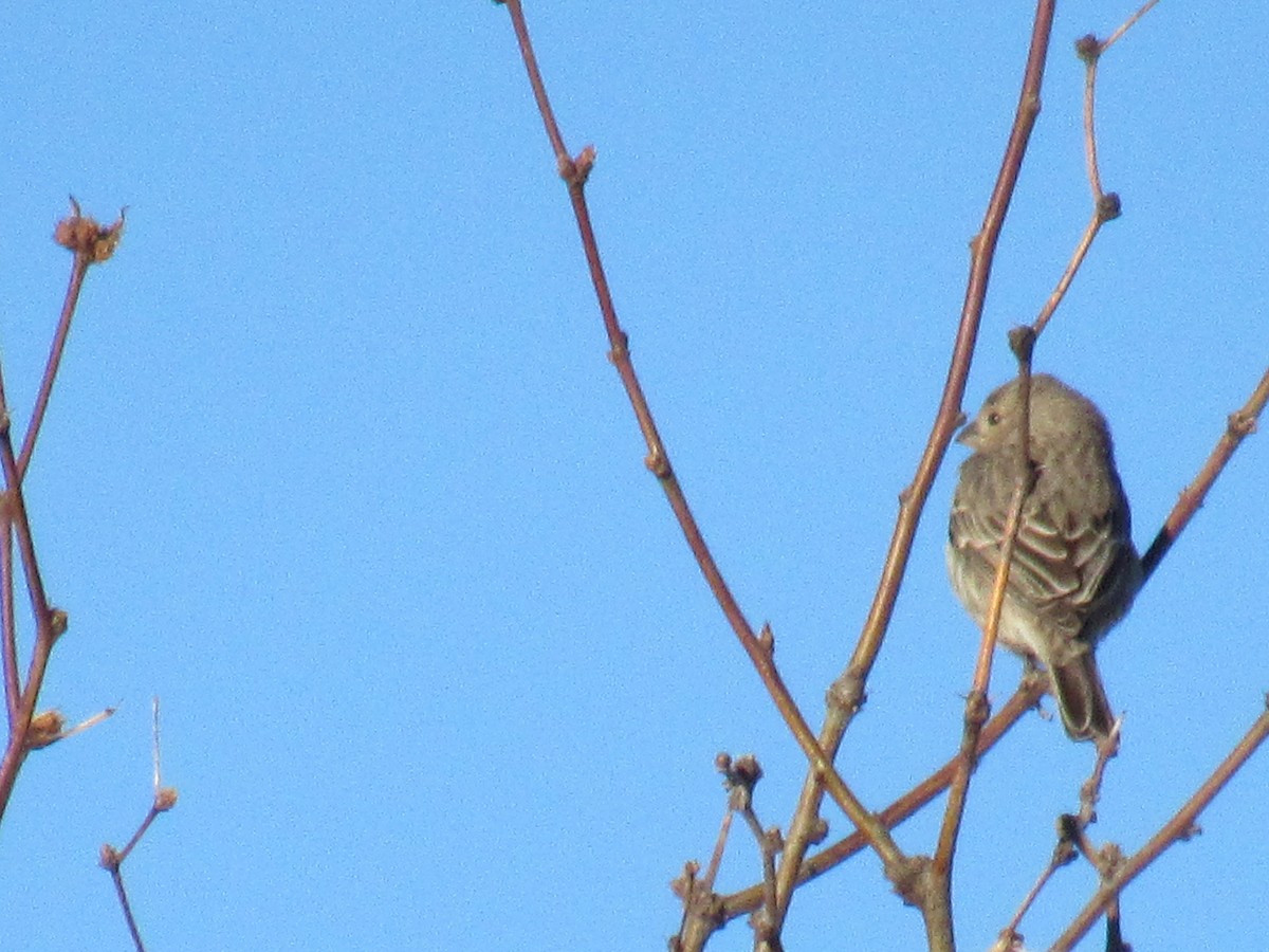 House Finch - ML408167531