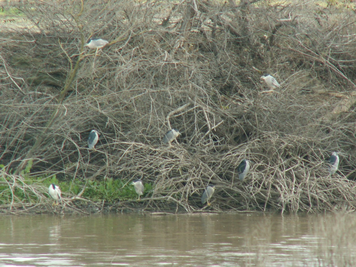 Black-crowned Night Heron - ML408168931