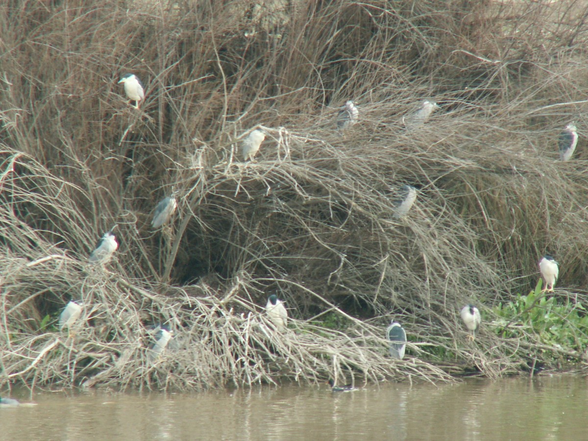 Black-crowned Night Heron - ML408168941