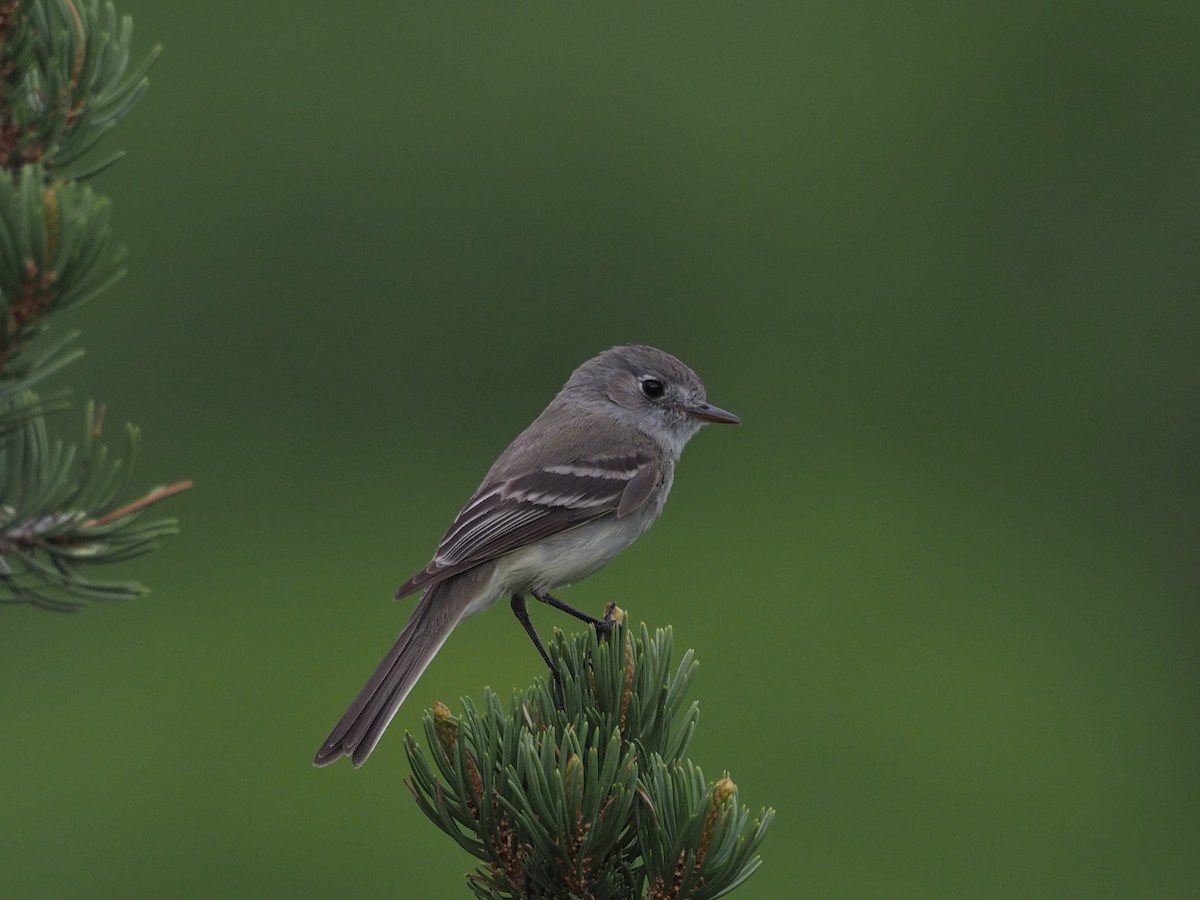 Dusky Flycatcher - ML408170111