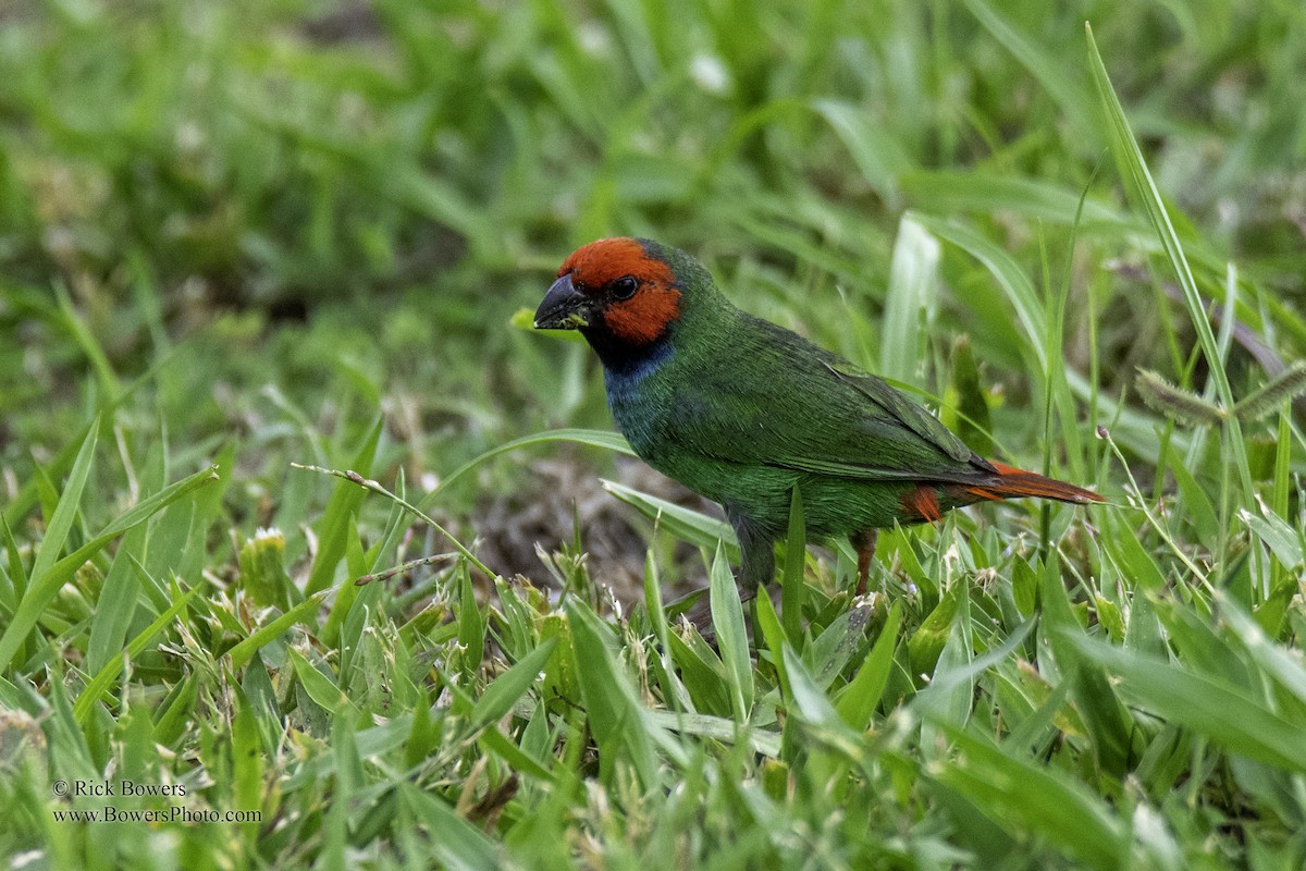 Fiji Parrotfinch - Rick Bowers