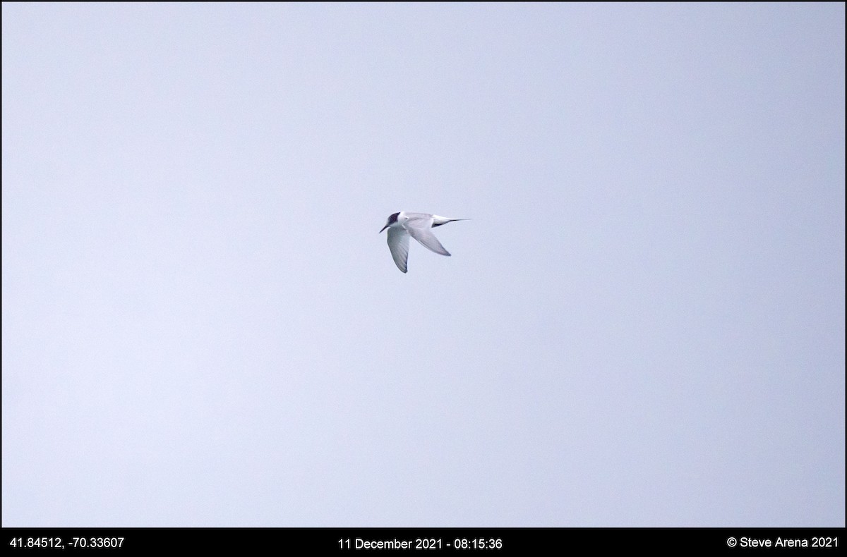 Arctic Tern - Anonymous