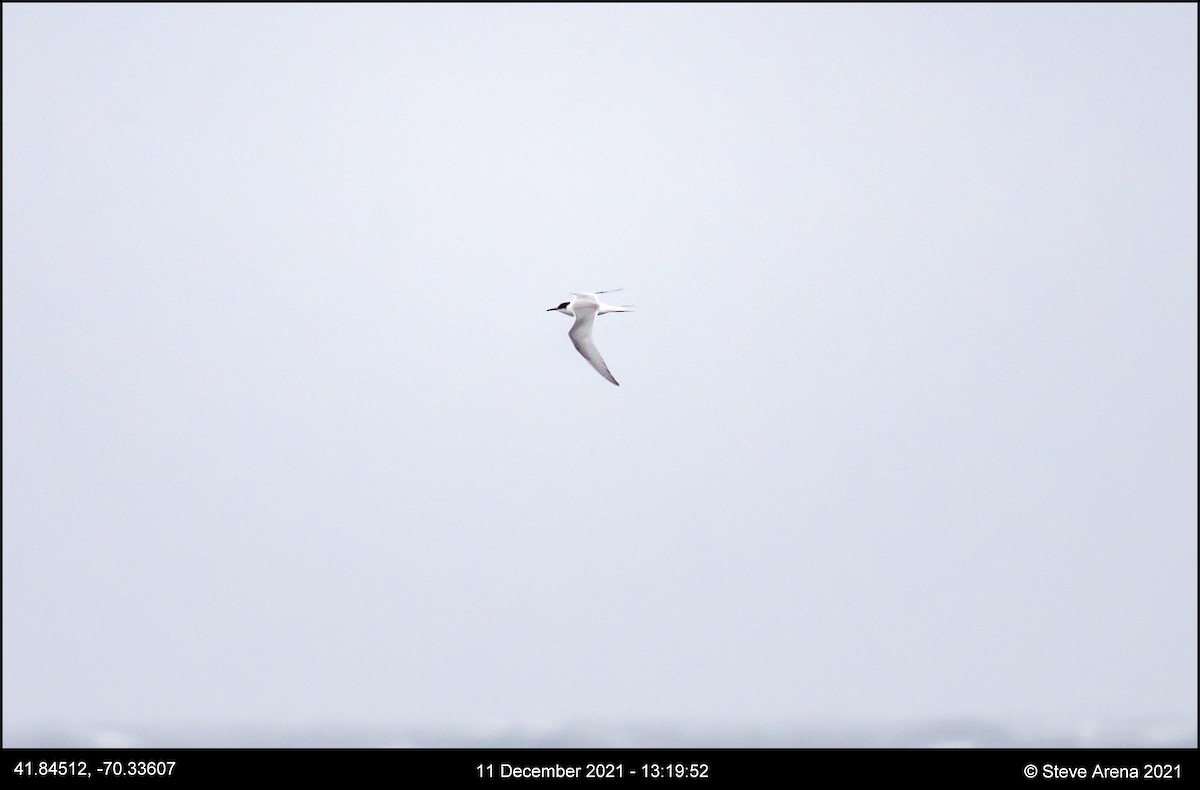 Arctic Tern - Anonymous