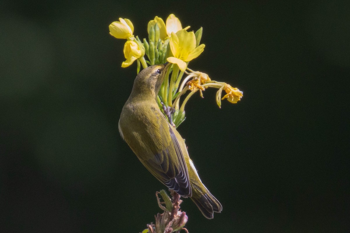 Tennessee Warbler - ML408171411