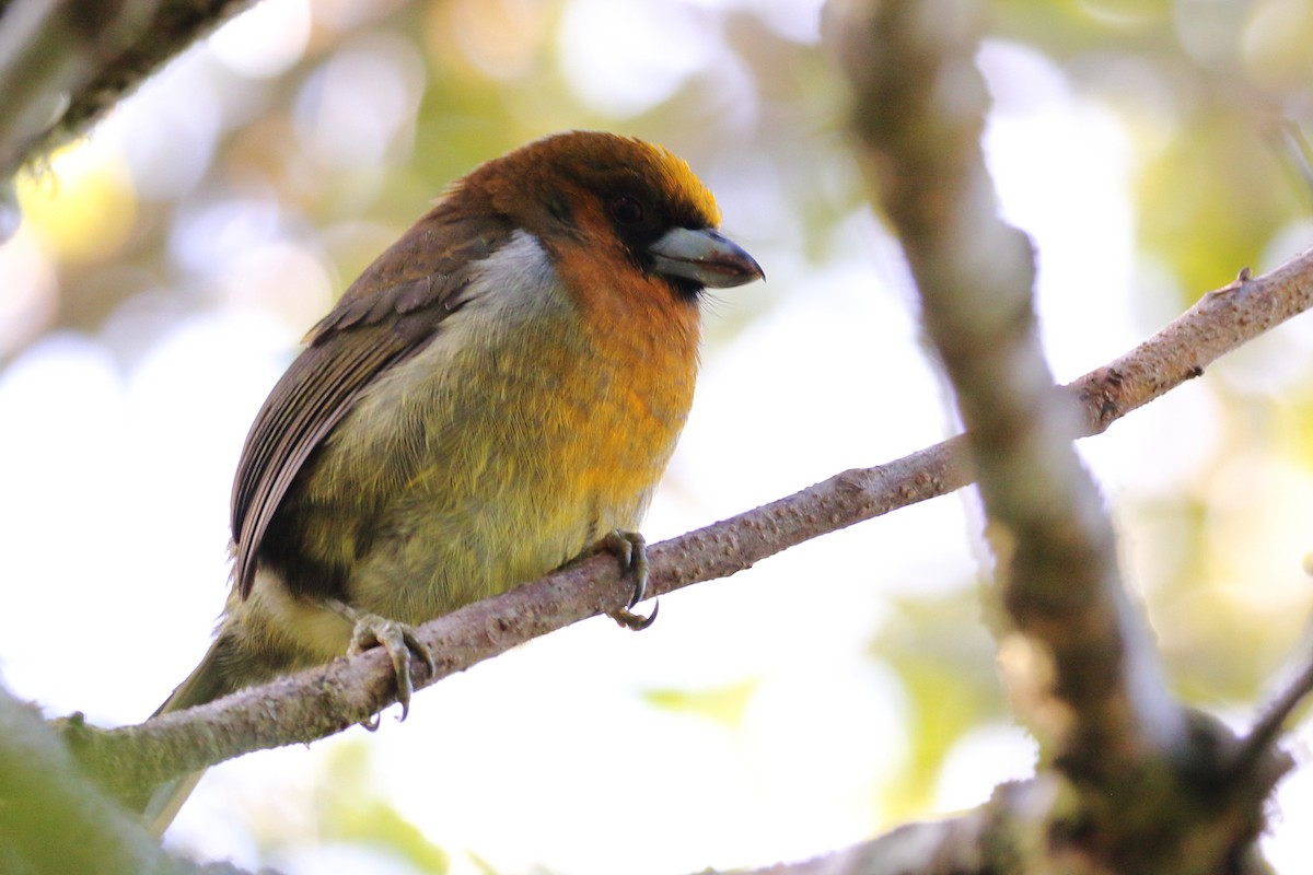 Prong-billed Barbet - ML408176561