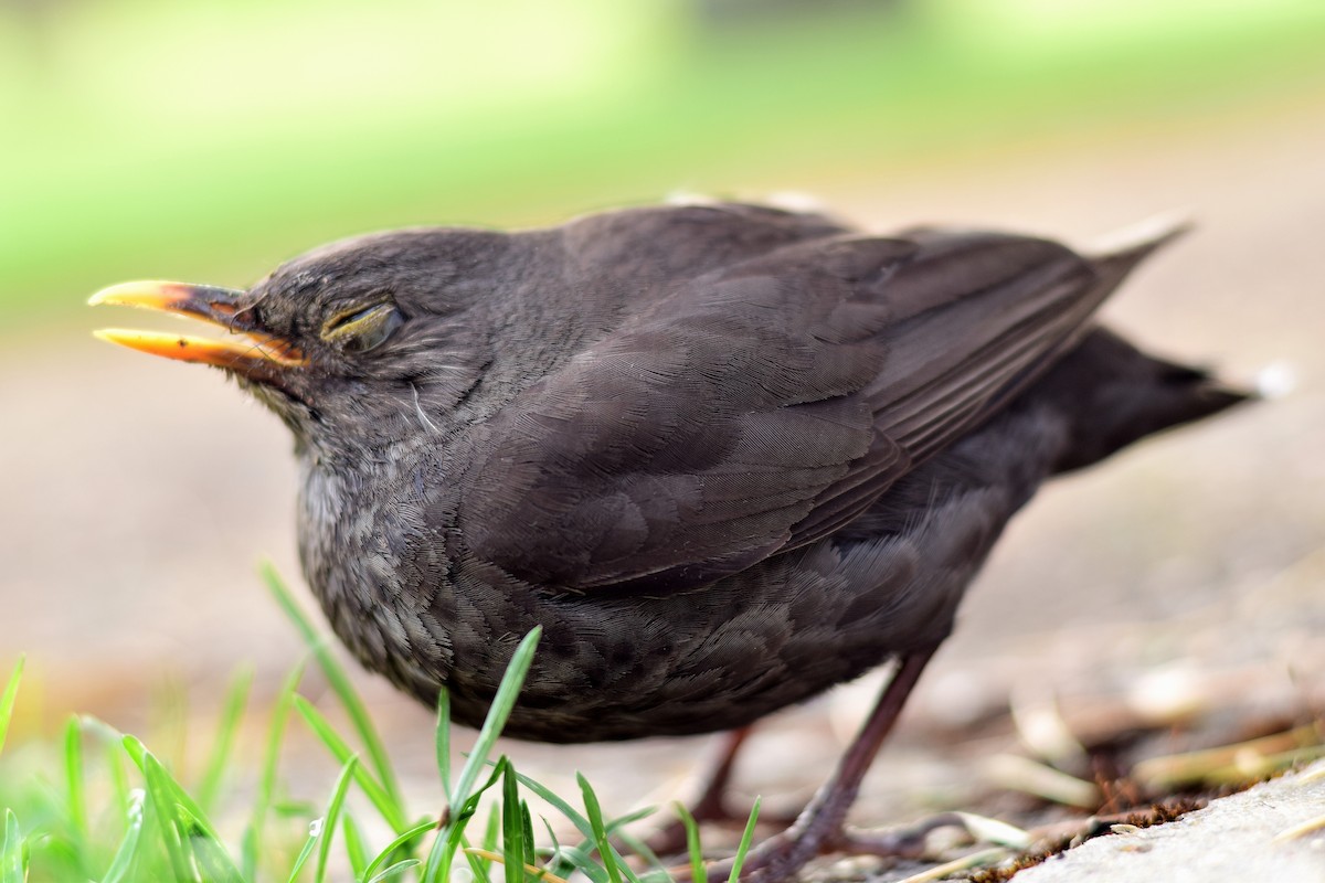 Eurasian Blackbird - ML408177711