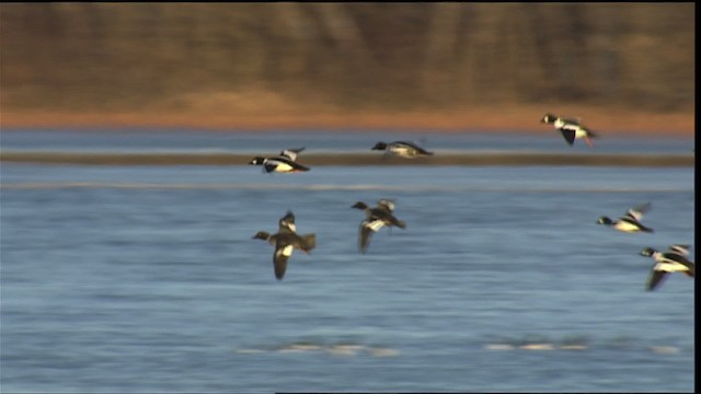 Common Goldeneye - ML408179